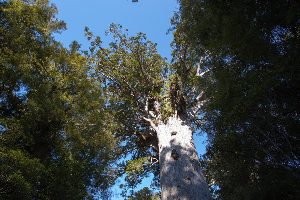 View looking up at a canopy of kauri tree tops.