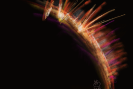 REANNZCaseStudy HiddenMarkov AimeeCody hero